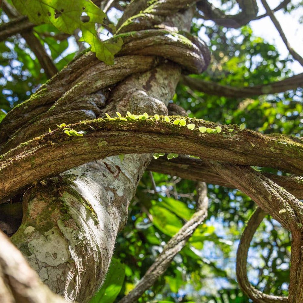 Ayahuasca_Vine_crop